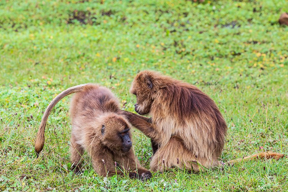 Ethiopia. North Gondar. Simien Mountains National Park. Pair of Gelada baboons grooming each other. art print by Emily M. Wilson for $57.95 CAD