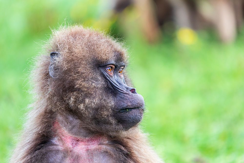 Ethiopia. North Gondar. Simien Mountains National Park. A lone Gelada baboon. art print by Emily M. Wilson for $57.95 CAD