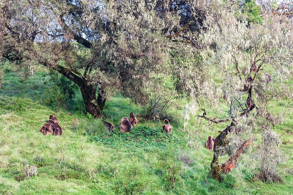 Ethiopia. North Gondar. Simien Mountains National Park. A troop of Gelada baboons under trees. art print by Emily M. Wilson for $57.95 CAD