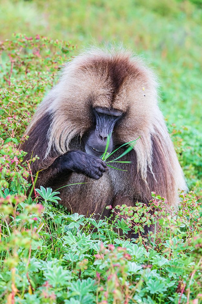 Ethiopia. North Gondar. Simien Mountains National Park. Lone male Gelada baboon. art print by Emily M. Wilson for $57.95 CAD