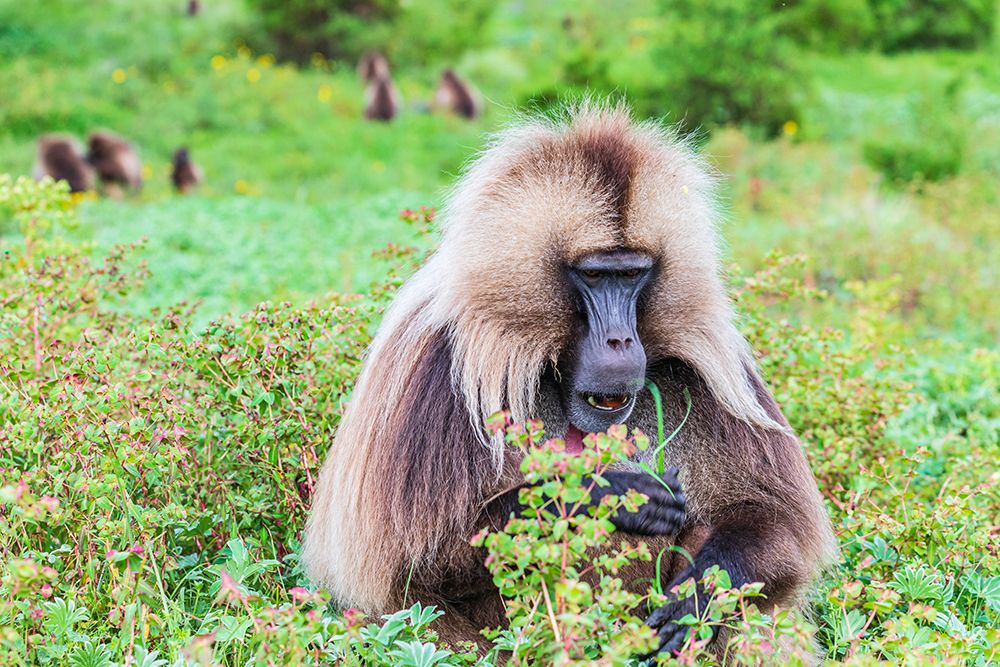 Ethiopia. North Gondar. Simien Mountains National Park. Lone male Gelada baboon. art print by Emily M. Wilson for $57.95 CAD