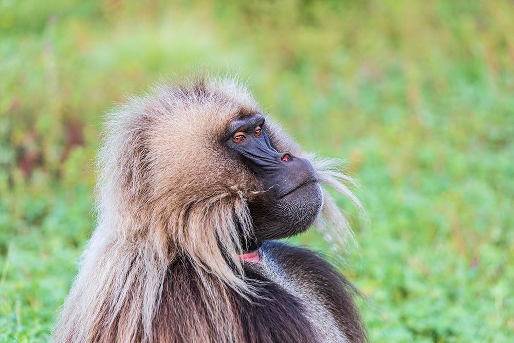 Ethiopia. North Gondar. Simien Mountains National Park. Lone male Gelada baboon. art print by Emily M. Wilson for $57.95 CAD