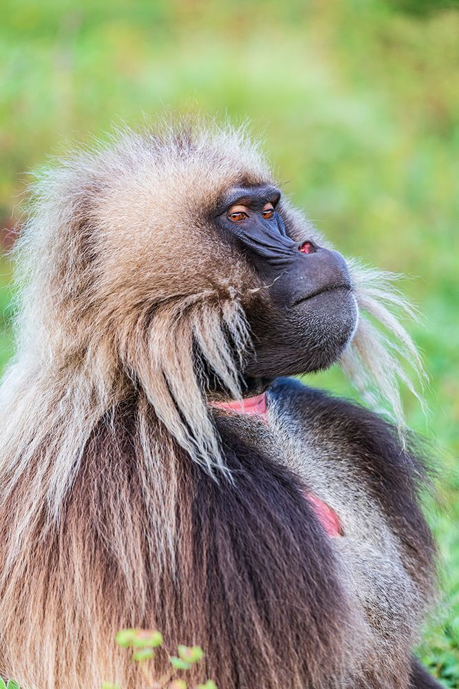 Ethiopia. North Gondar. Simien Mountains National Park. Lone male Gelada baboon. art print by Emily M. Wilson for $57.95 CAD