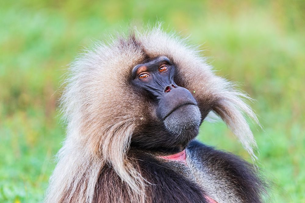 Ethiopia. North Gondar. Simien Mountains National Park. Lone male Gelada baboon. art print by Emily M. Wilson for $57.95 CAD