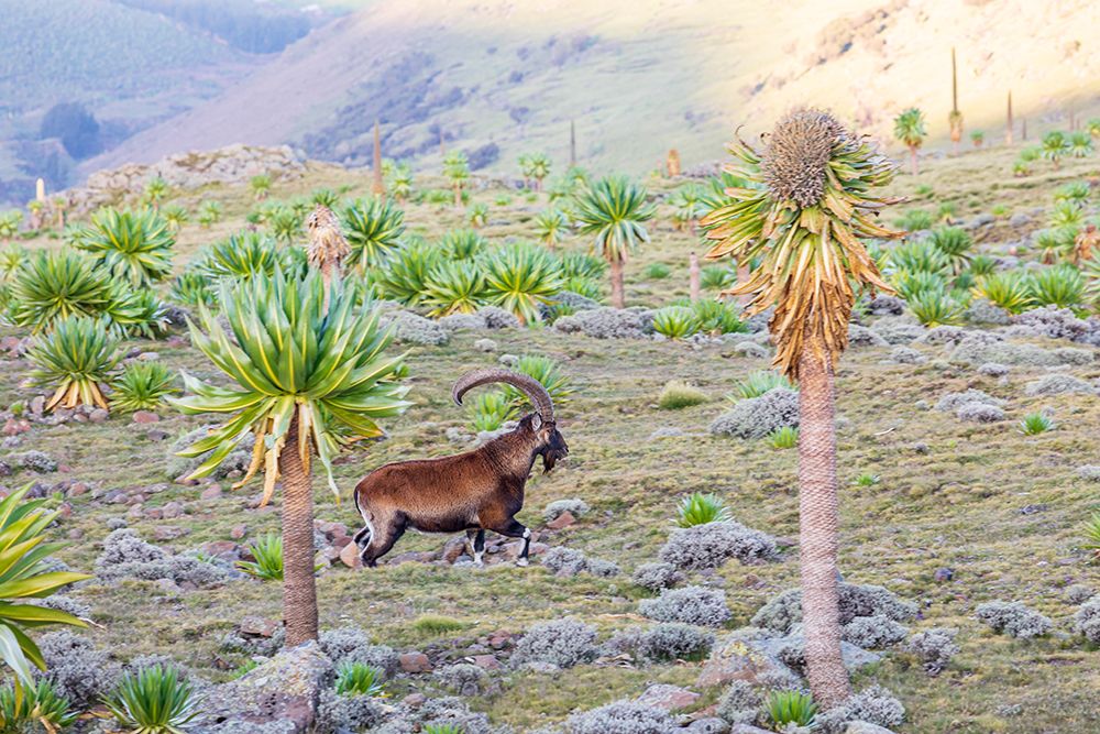 Ethiopia. Amhara. North Gondar. Walia Ibex among giant lobelia in the Ethiopian highlands. art print by Emily M. Wilson for $57.95 CAD