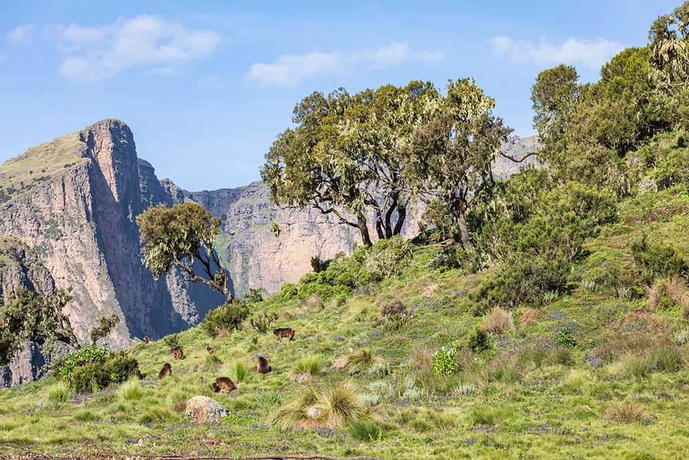 Ethiopia. Amhara. North Gondar. Group of Gelada baboons in the Ethiopian highlands. art print by Emily M. Wilson for $57.95 CAD