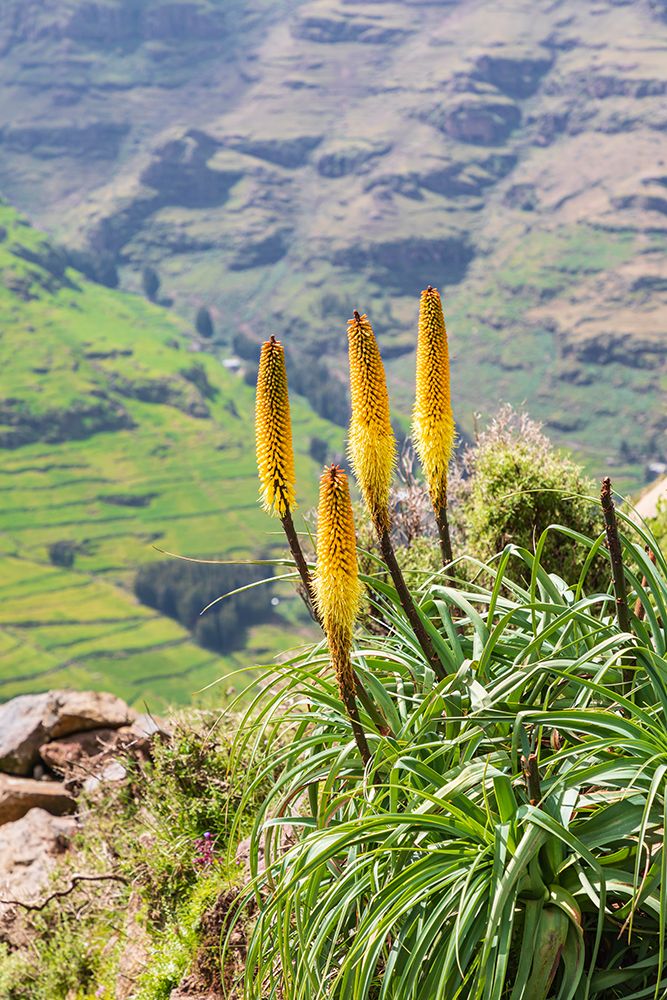 Ethiopia. Amhara. North Gondar. Red hot poker flowers in the Ethiopian highlands. art print by Emily M. Wilson for $57.95 CAD