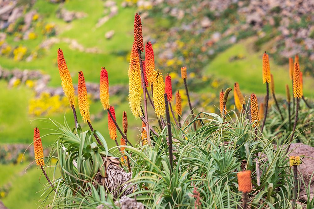 Ethiopia. Amhara. North Gondar. Red hot poker flowers in the Ethiopian highlands. art print by Emily M. Wilson for $57.95 CAD