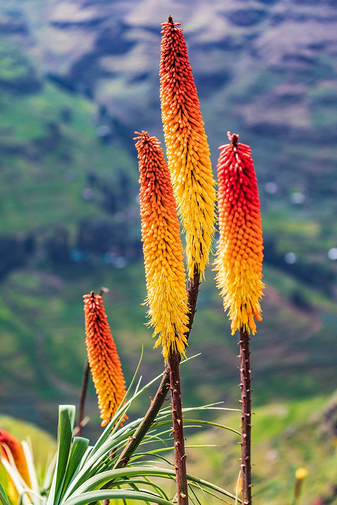 Ethiopia. Amhara. North Gondar. Red hot poker flowers in the Ethiopian highlands. art print by Emily M. Wilson for $57.95 CAD