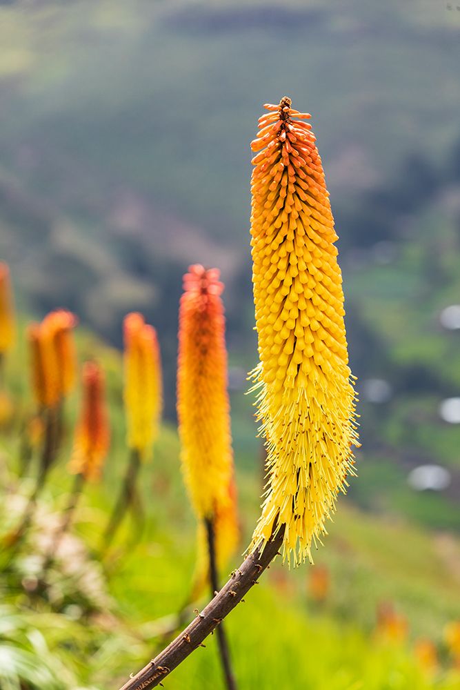 Ethiopia. Amhara. North Gondar. Red hot poker flowers in the Ethiopian highlands. art print by Emily M. Wilson for $57.95 CAD