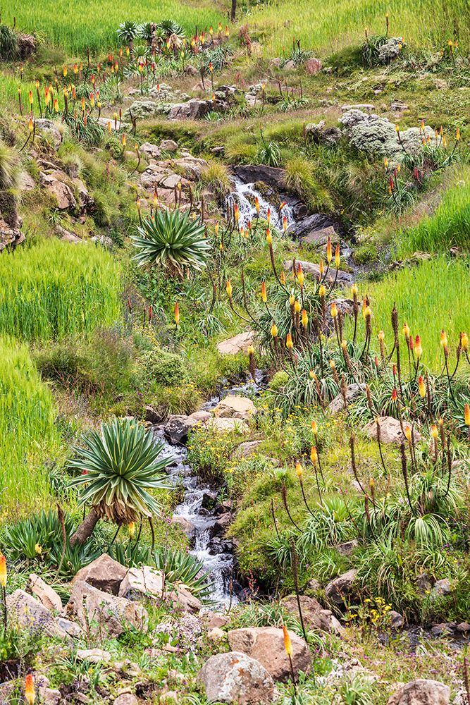 Ethiopia. Amhara. North Gondar. Red hot poker flowers and a stream in the Ethiopian highlands. art print by Emily M. Wilson for $57.95 CAD