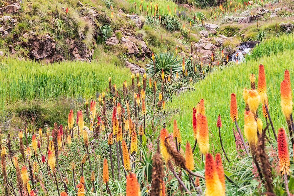 Ethiopia. Amhara. North Gondar. Red hot poker flowers and a stream in the Ethiopian highlands. art print by Emily M. Wilson for $57.95 CAD