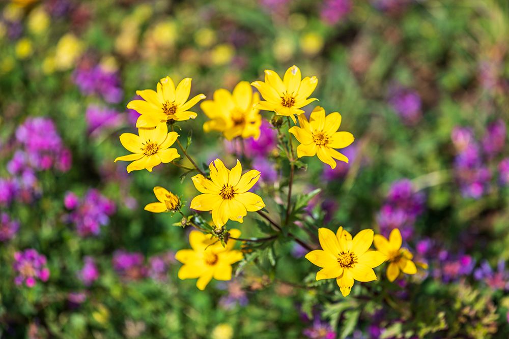 Ethiopia. Amhara. Yellow wildflowers in the Ethiopian highlands. art print by Emily M. Wilson for $57.95 CAD