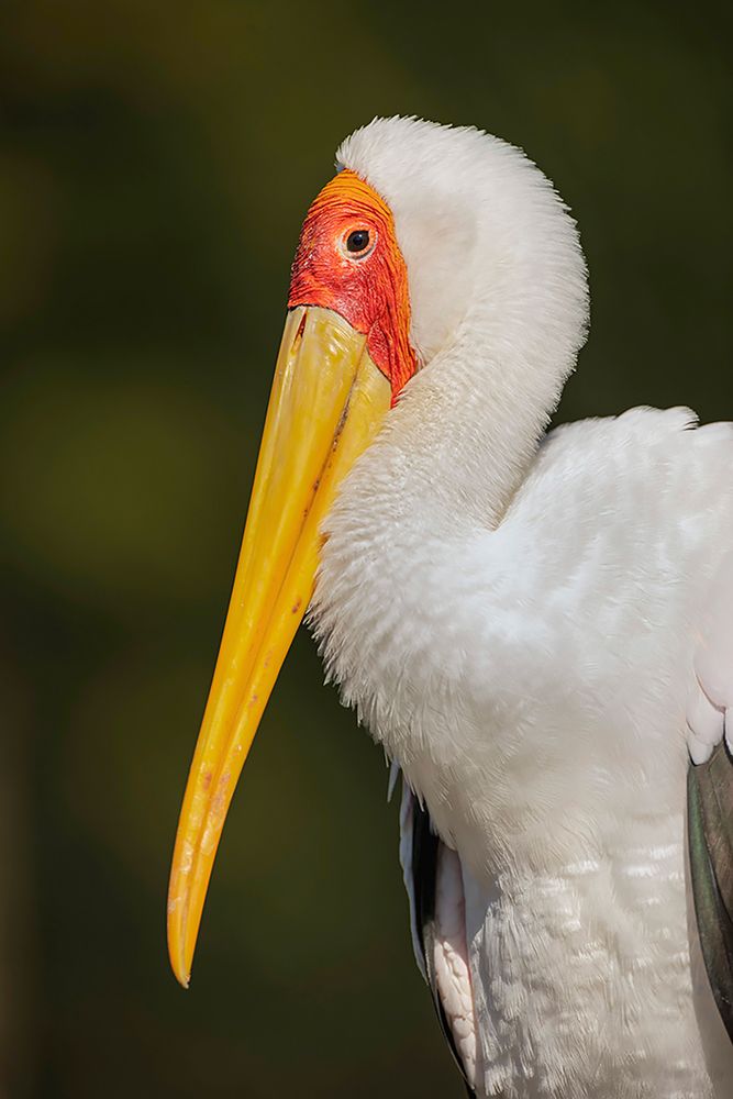 Yellow-billed stork-Masai Mara-Kenya-Africa art print by Adam Jones for $57.95 CAD