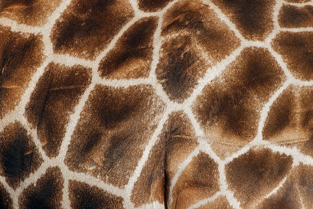 Reticulated giraffe Masai Mara-Kenya-Africa art print by Adam Jones for $57.95 CAD