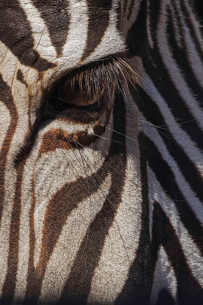 Burchells Zebra close-up Masai Mara-Kenya-Africa art print by Adam Jones for $57.95 CAD