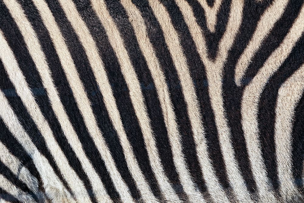 Burchells zebra pattern of black and white stripes, Kenya, Africa art print by Adam Jones for $57.95 CAD