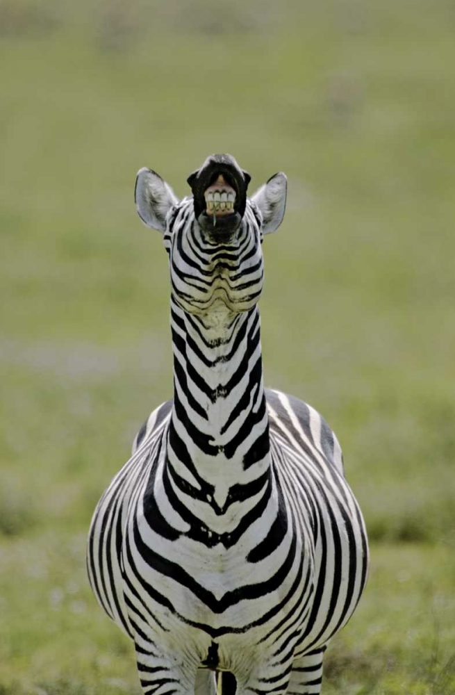 Kenya Burchells zebra exhibits flehmen display art print by Arthur Morris for $57.95 CAD