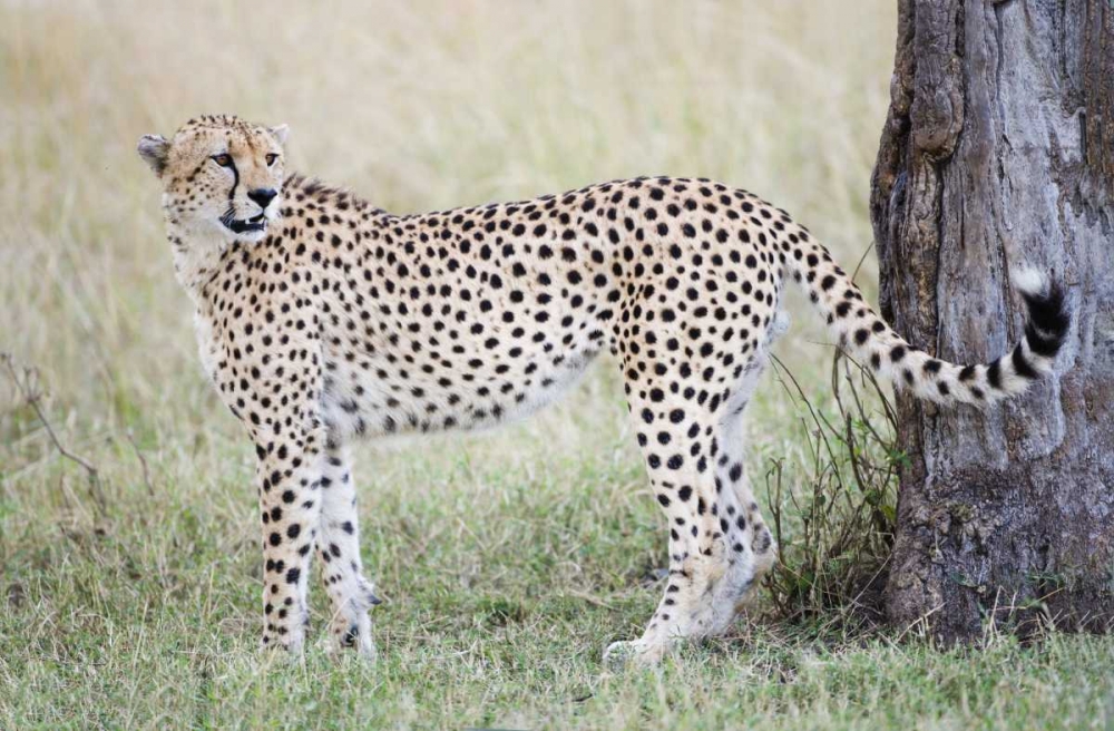 Kenya, Masai Mara Male cheetah pauses by tree art print by Arthur Morris for $57.95 CAD