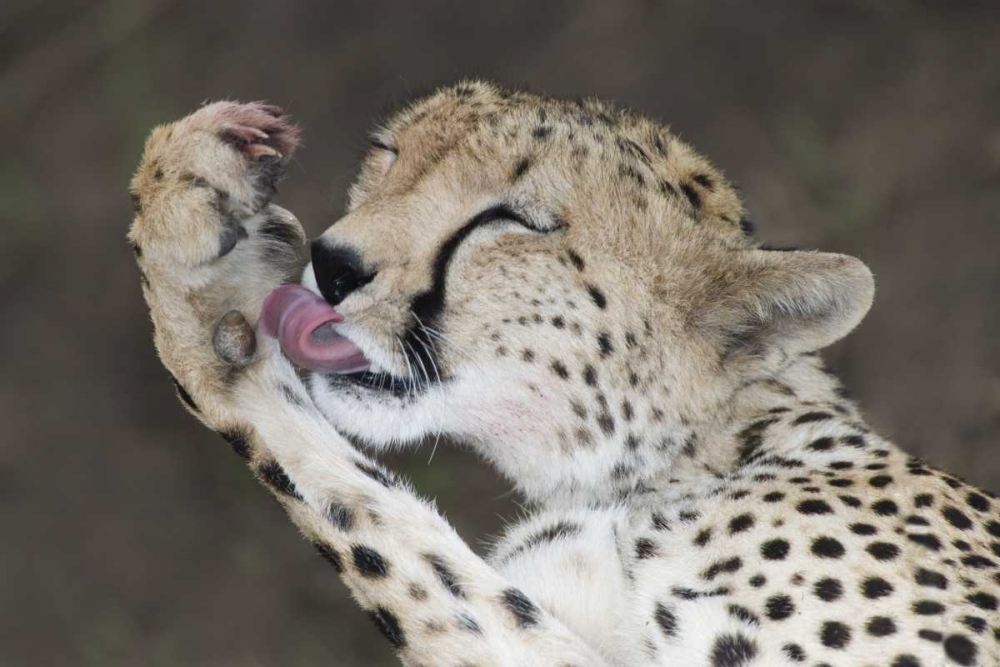 Kenya, Masai Mara Cheetah licking its paw art print by Arthur Morris for $57.95 CAD