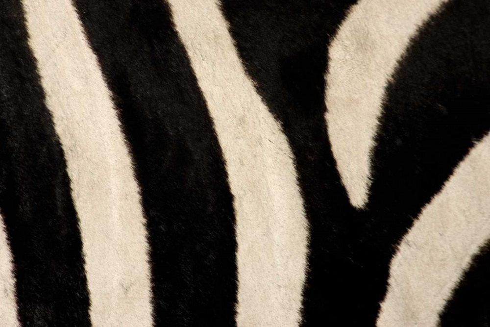 Kenya, Masai Mara Common zebras stripes art print by Arthur Morris for $57.95 CAD