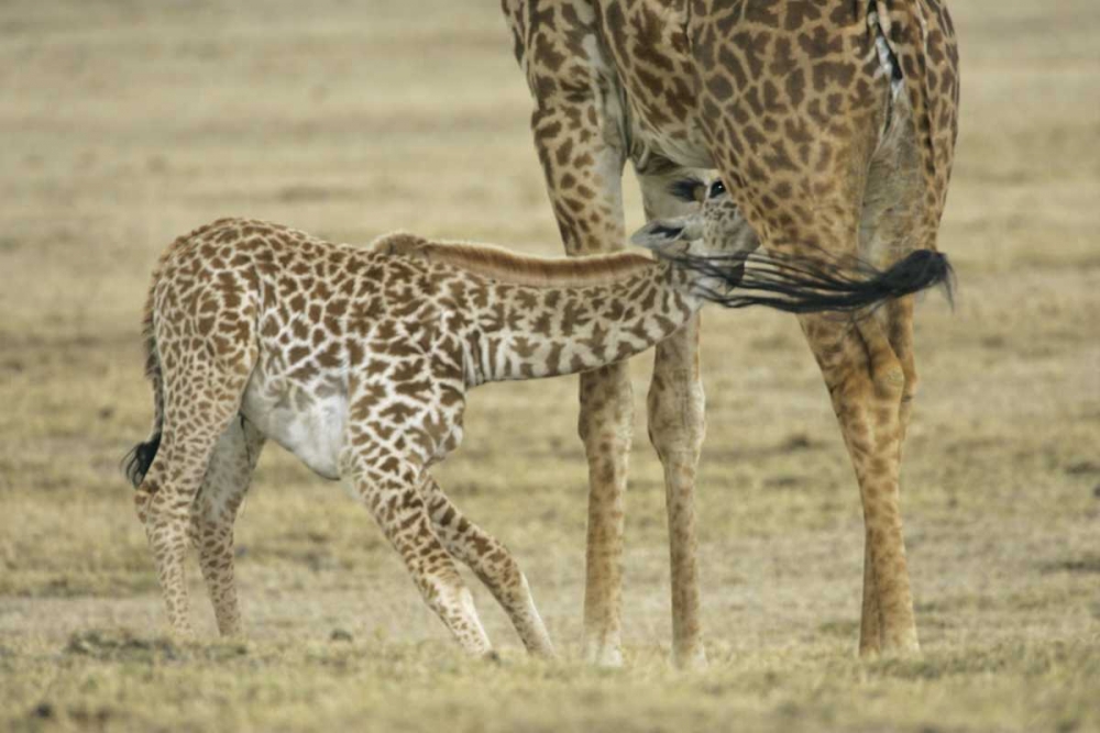 Kenya, Lake Naivasha Young giraffe nursing art print by Arthur Morris for $57.95 CAD