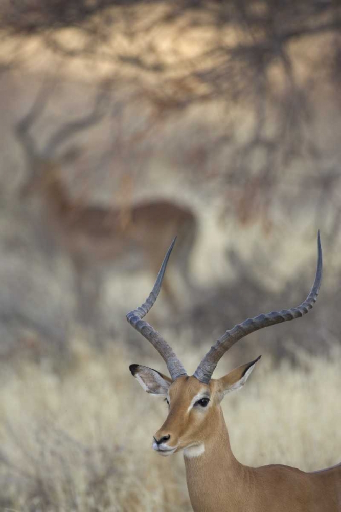 Kenya, Samburu Reserve Two Impalas amid grass art print by Arthur Morris for $57.95 CAD