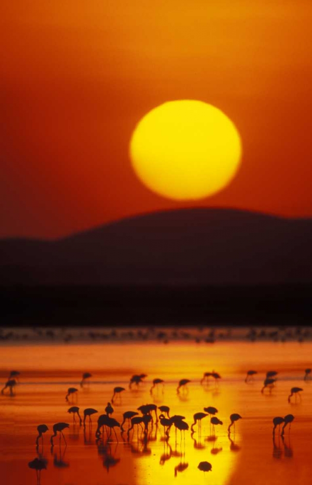 Kenya, Amboseli NP Flock of lesser flamingos art print by Arthur Morris for $57.95 CAD