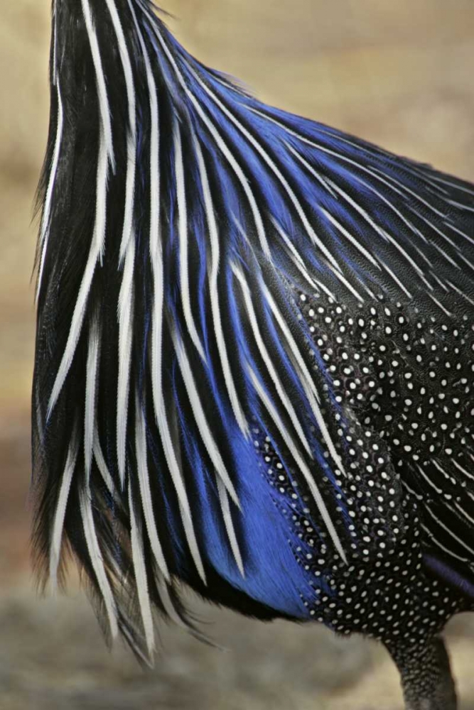 Kenya, Vulturine guinea fowl breast feathers art print by Arthur Morris for $57.95 CAD