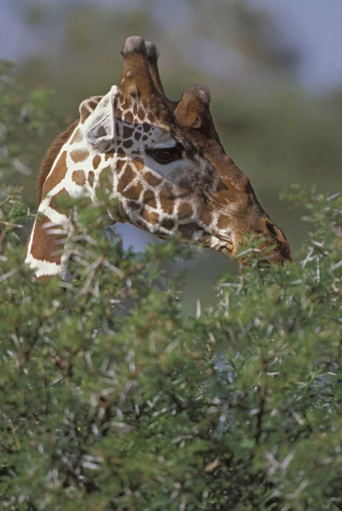 Kenya, Samburu NP A reticulated giraffe art print by Don Grall for $57.95 CAD