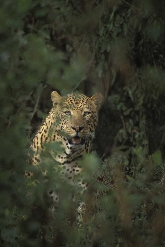 Kenya, Lake Nakuru NP Leopard framed by bushes art print by Don Grall for $57.95 CAD