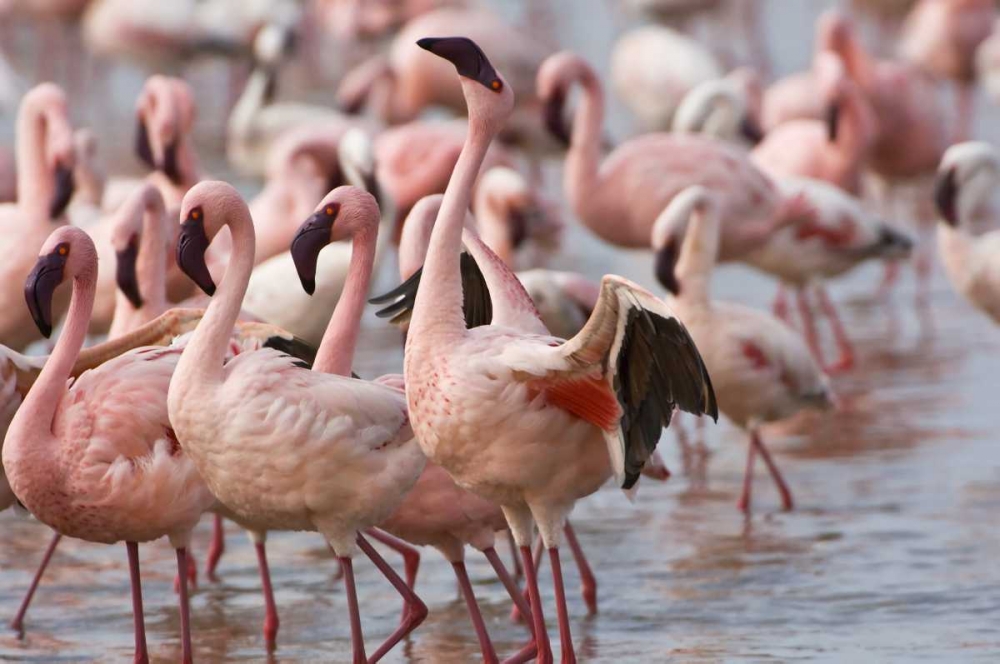 Kenya, Lake Nakuru NP Flamingoson Lake Nakuru art print by Dennis Kirkland for $57.95 CAD