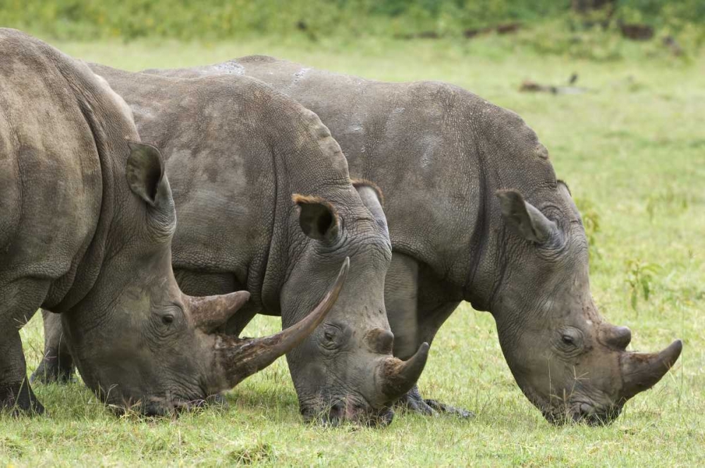 Kenya, Lake Nakuru NP White rhinoceroses grazing art print by Dennis Kirkland for $57.95 CAD