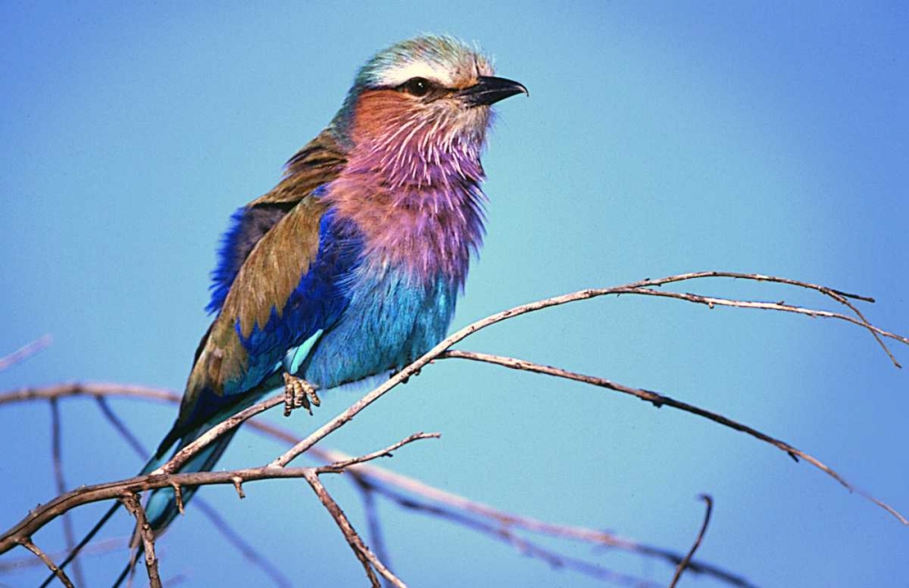 Kenya, Masai Mara Lilac-breasted roller on limb art print by Joanne Williams for $57.95 CAD