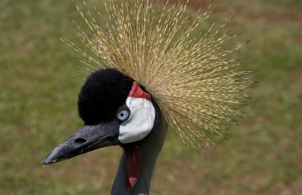 Kenya, Masai Mara Crowned crane portrait art print by Joanne Williams for $57.95 CAD