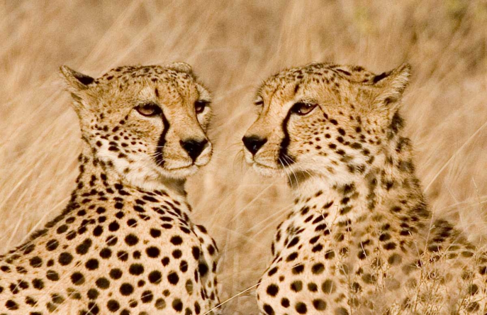 Kenya, Masai Mara Portrait of cheetah brothers art print by Joanne Williams for $57.95 CAD
