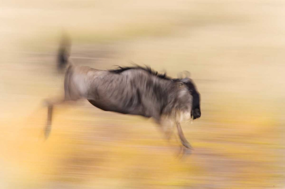 Kenya, Masai Mara Abstract blur of wildebeest art print by Arthur Morris for $57.95 CAD