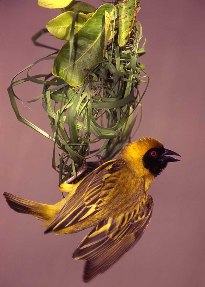 Kenya, Masai Mara Masked weaver bird weaving art print by Joanne Williams for $57.95 CAD