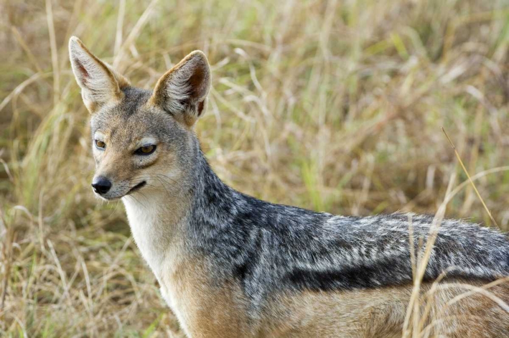 Kenya, Masai Mara Black-backed jackal close-up art print by Dennis Kirkland for $57.95 CAD