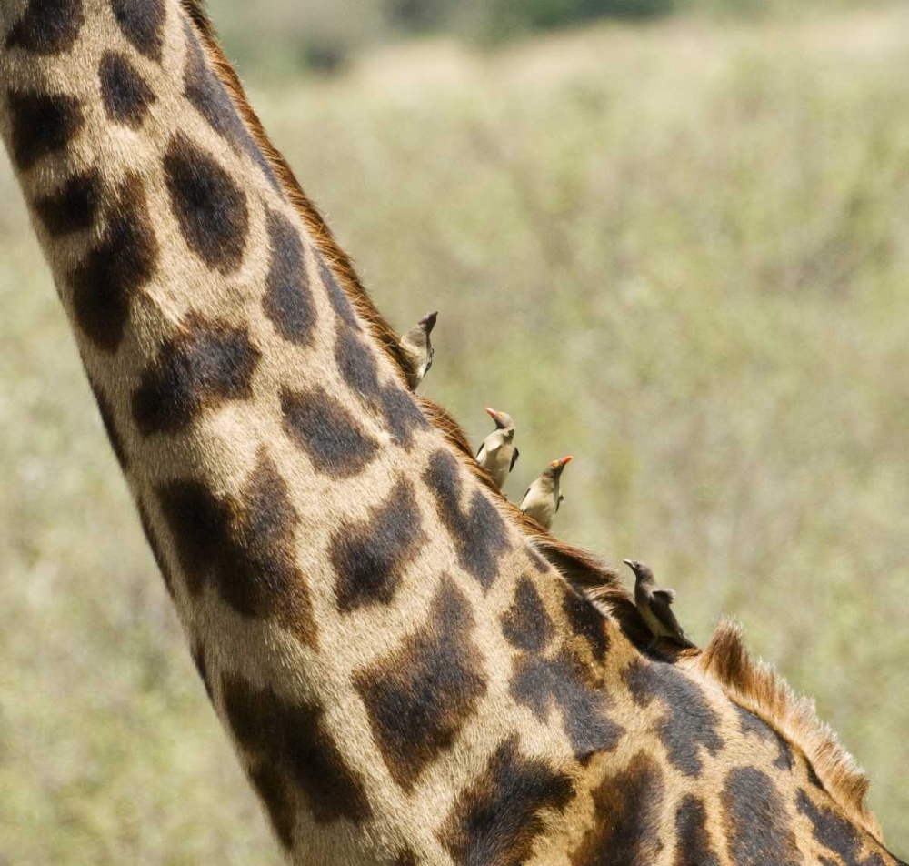 Kenya, Masai Mara Giraffe with oxpecker birds art print by Dennis Kirkland for $57.95 CAD