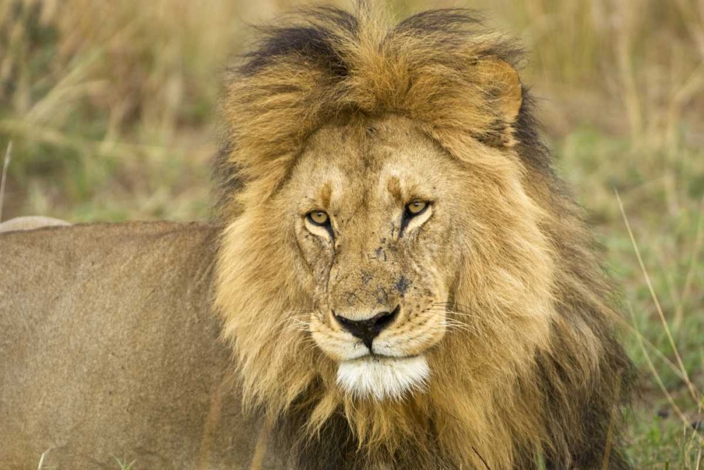 Kenya, Masai Mara Close-up of lion art print by Dennis Kirkland for $57.95 CAD