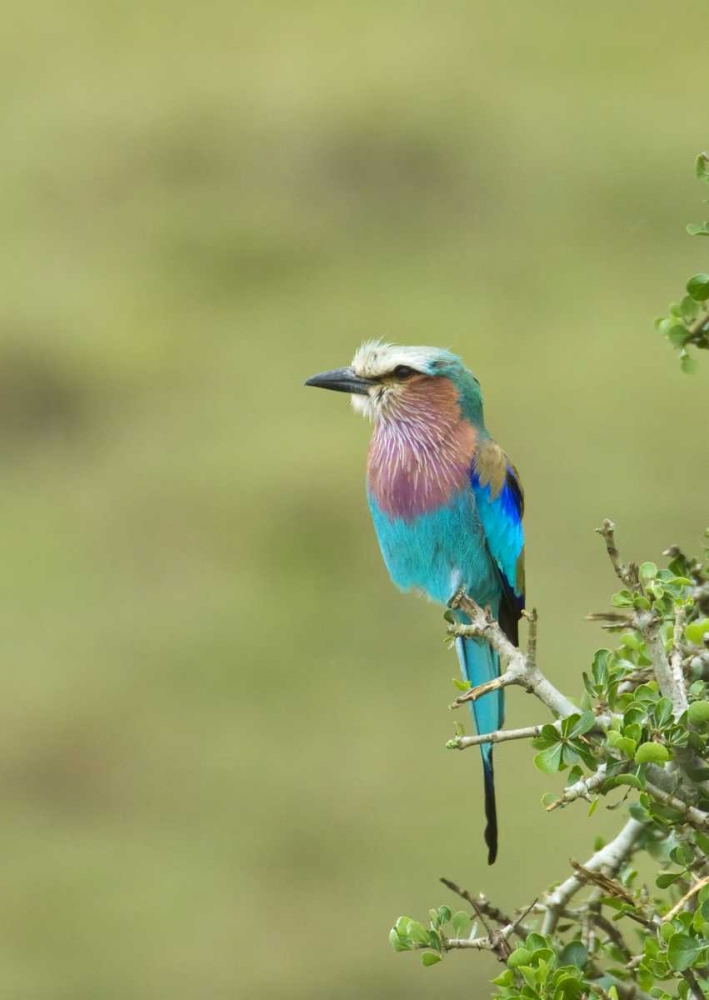 Kenya, Masai Mara Lilac-breasted roller on tree art print by Dennis Kirkland for $57.95 CAD