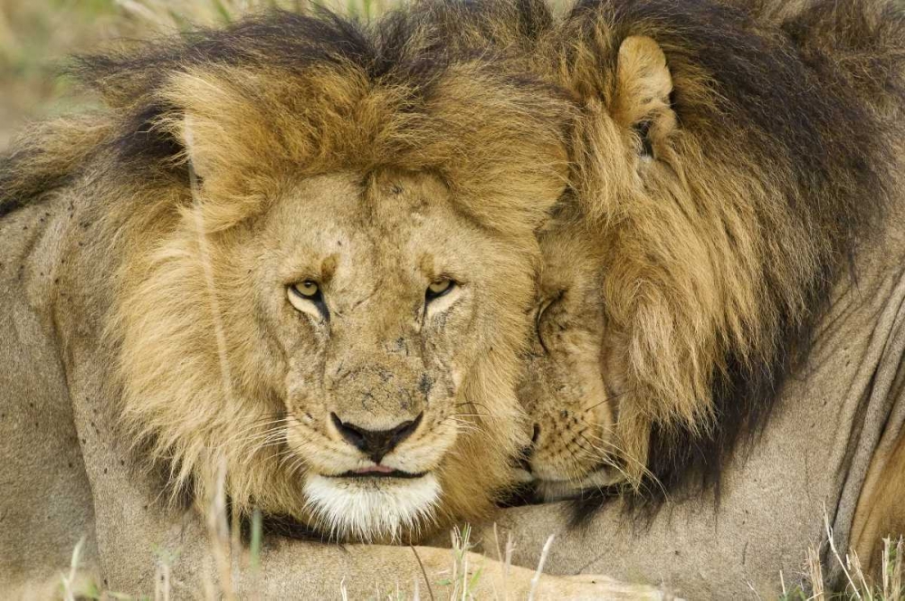 Kenya, Masai Mara Two lions resting face to face art print by Dennis Kirkland for $57.95 CAD