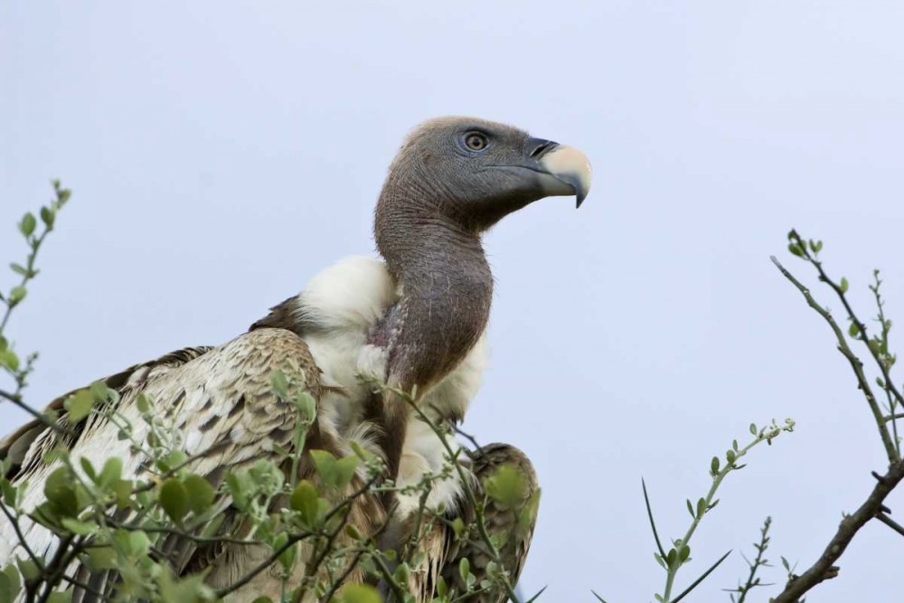 Kenya, Masai Mara White-back vulture in a tree art print by Dennis Kirkland for $57.95 CAD