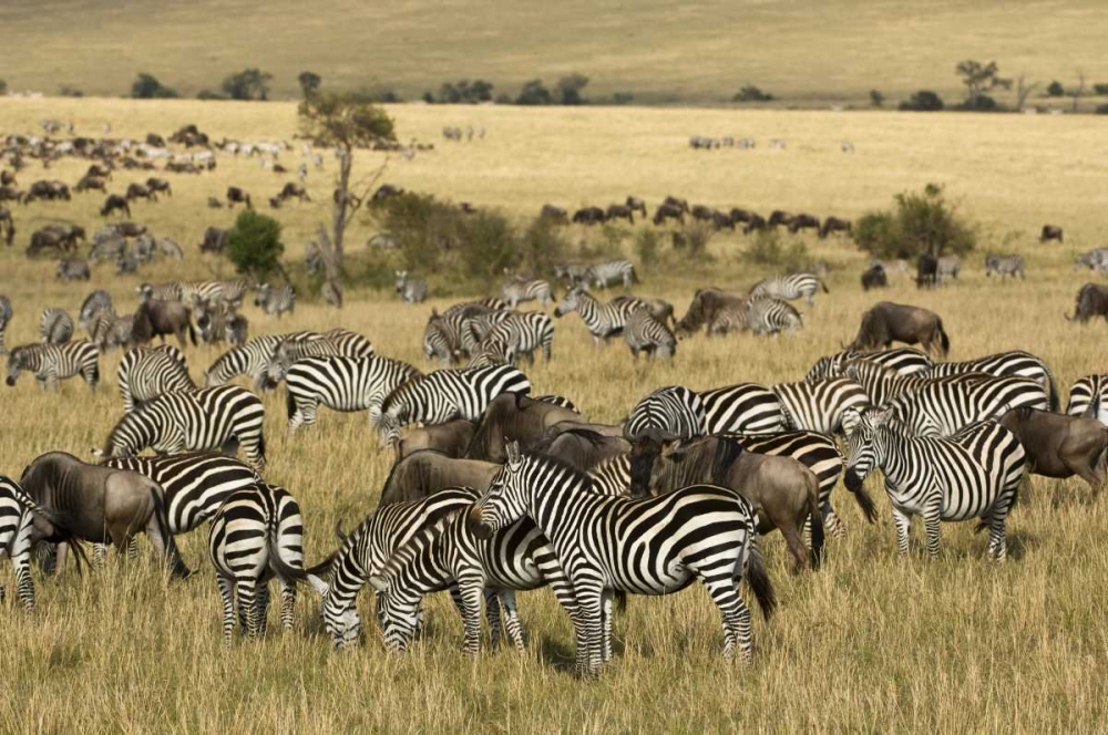 Kenya, Masai Mara Zebras and wildebeests grazing art print by Dennis Kirkland for $57.95 CAD