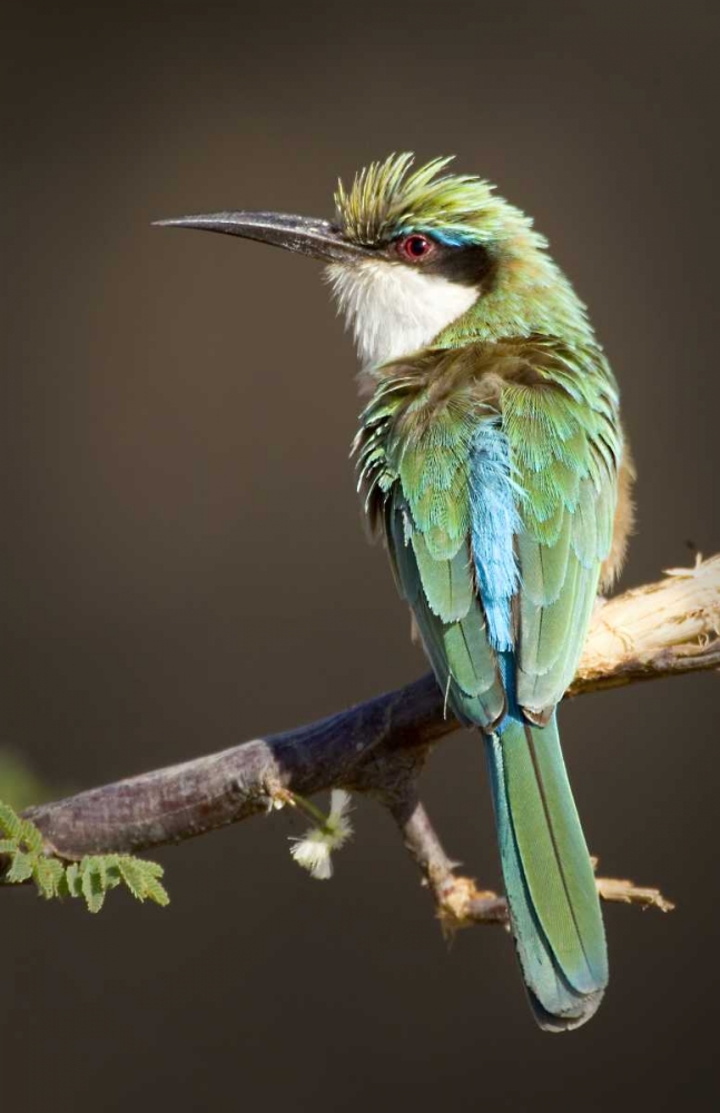 Kenya, Samburu National Reserve Somali bee-eater art print by Joanne Williams for $57.95 CAD
