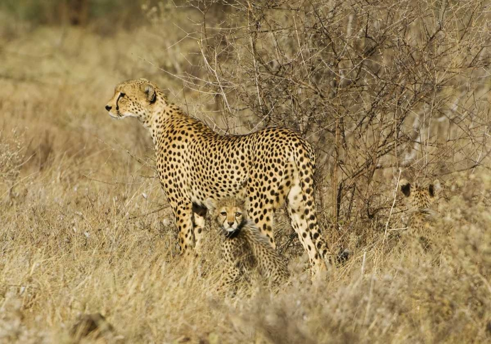Kenya, Samburu Reserve Cheetah with two babies art print by Dennis Kirkland for $57.95 CAD