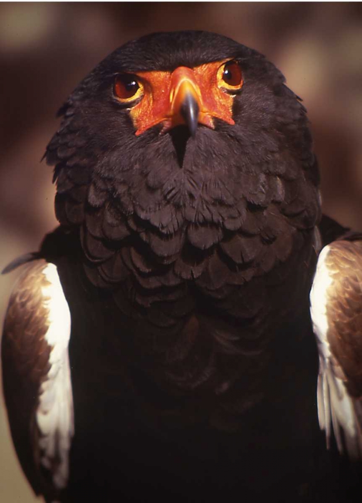 Kenya, Samburu National Reserve Bateleur bird art print by Joanne Williams for $57.95 CAD