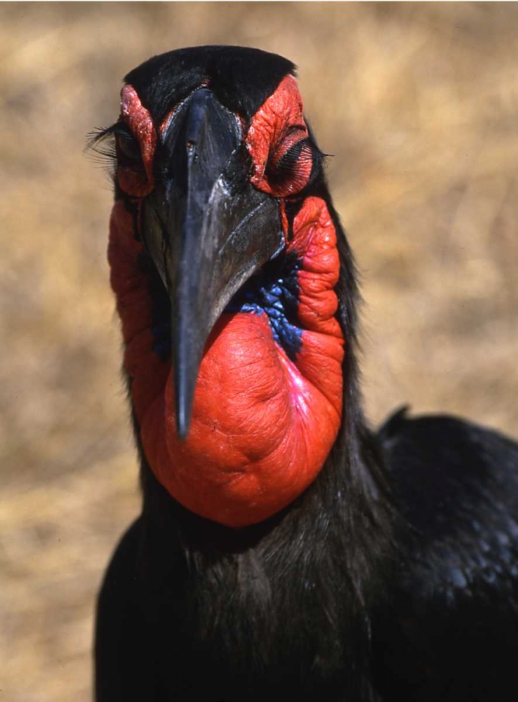 Kenya, Samburu National Reserve Ground hornbill art print by Joanne Williams for $57.95 CAD