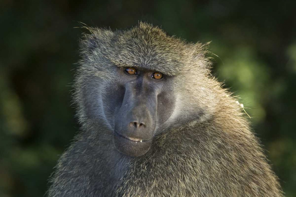 Kenya, Samburu National ReserveOlive baboon art print by Dennis Kirkland for $57.95 CAD